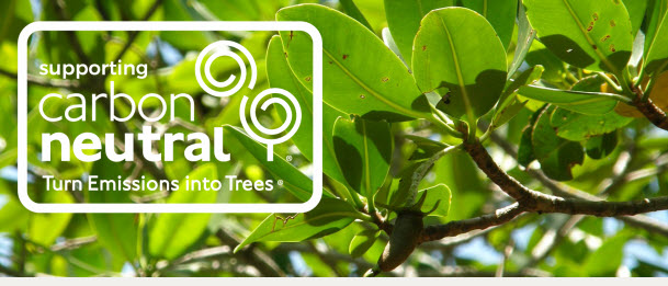 Mangrove Reforestation projects Mangrove Reforestation projects