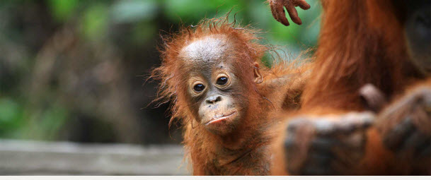 Rimba Raya - the world's largest privately-funded orangutan sanctuary Rimba Raya - the world's largest privately-funded orangutan sanctuary